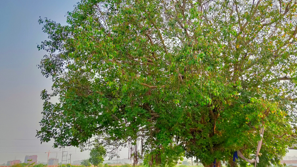 a tree of peepal