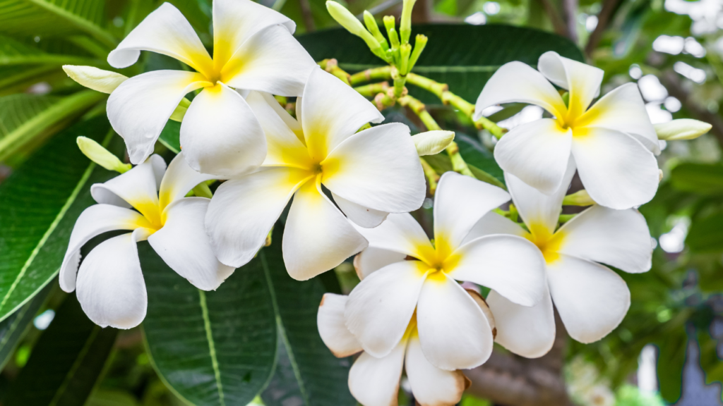 a cluster of white and yellow flowers, likely plumeria. These delicate blossoms have five rounded petals with yellow centers. They stand out against a backdrop of lush, glossy green leaves. The lighting suggests an outdoor setting, where the flowers bask in bright sunlight.